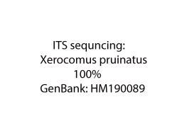 Xerocomellus pruinatus