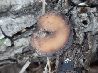 Lentinus brumalis