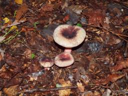 Russula amoena