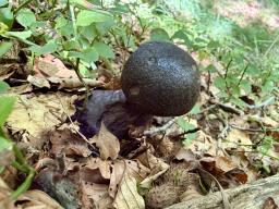 Cortinarius violaceus