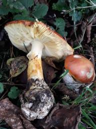 Amanita caesarea