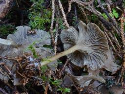 Clitocybe ditopa