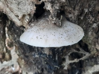 Pluteus cervinus