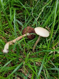 Agrocybe praecox