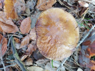 Boletus edulis