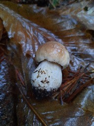 Boletus edulis