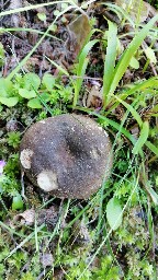 Russula nigricans