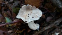 Tricholoma pardinum