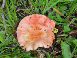 Russula maculata