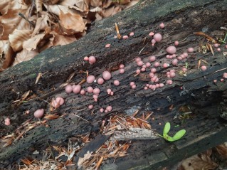 Lycogala epidendrum