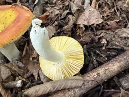 Russula aurea