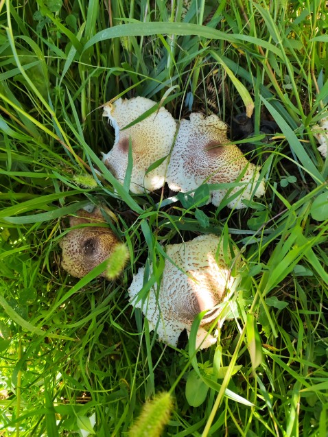 Leucoagaricus americanus