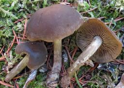 Agrocybe firma