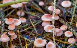 Mycena rosella