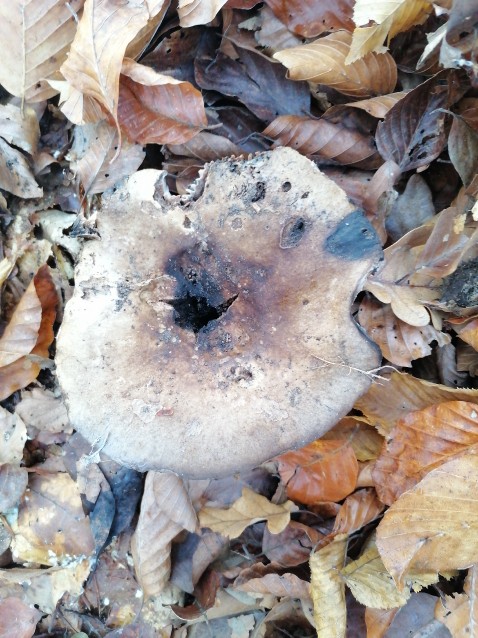 Russula nigricans