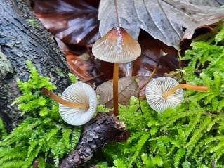 Mycena crocata