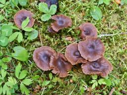 Cortinarius vernus