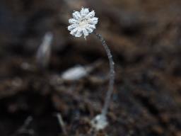 Coprinopsis cerkezii