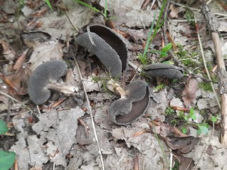 Helvella solitaria