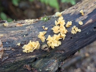 Guepiniopsis buccina