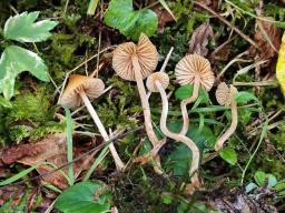 Galerina clavata