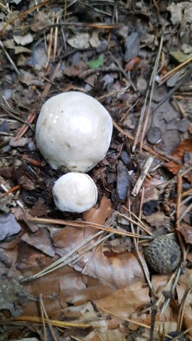 Lycoperdon molle