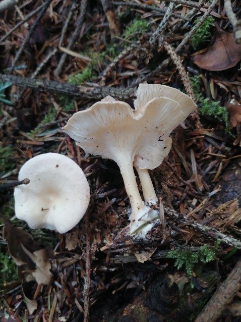 Infundibulicybe gibba