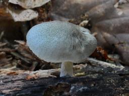 Pluteus salicinus