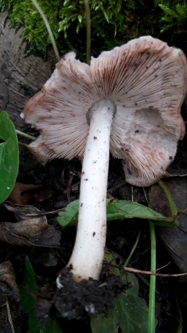 Pluteus cervinus