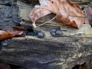 Lycogala epidendrum