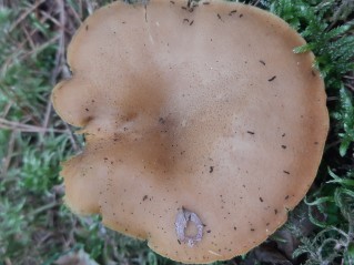 Tricholomopsis decora