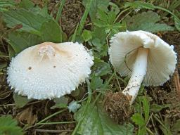 Lepiota erminea