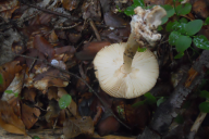 Amanita fulva