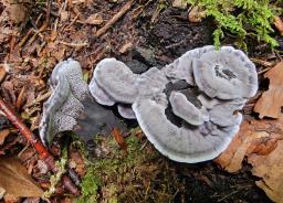 Phellodon niger