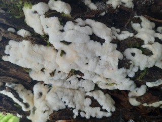 Ceratiomyxa porioides