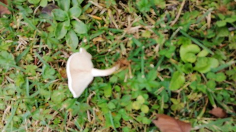 Clitocybe dealbata