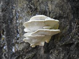 Amaropostia stiptica