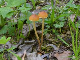 Conocybe nemoralis