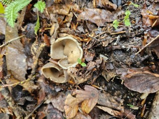 Helvella acetabulum