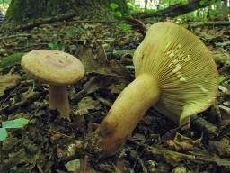 Lactarius quietus