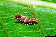 Cameraria ohridella