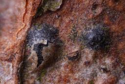 Therrya pini var. pini