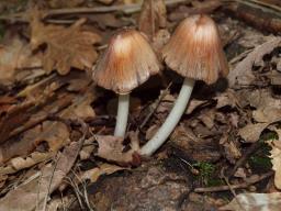 Coprinopsis insignis