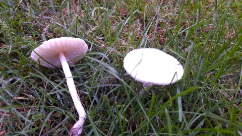 Leucoagaricus leucothites