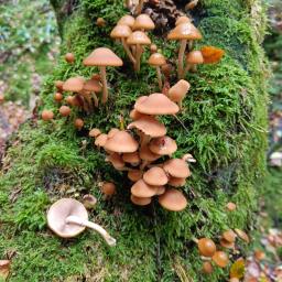 Psathyrella piluliformis