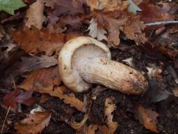 Russula illota