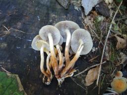 Hypholoma capnoides