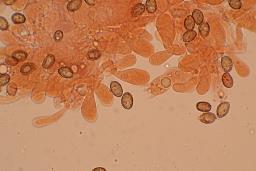 Cortinarius pratensis