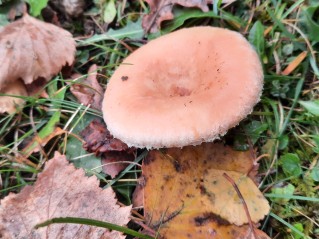 Lactarius pubescens