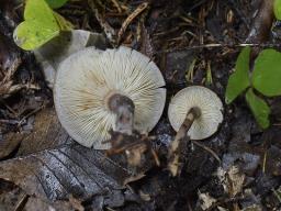 Calocybe obscurissima